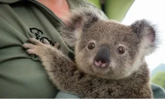 Коалите в Австралия са на изчезване заради пожари