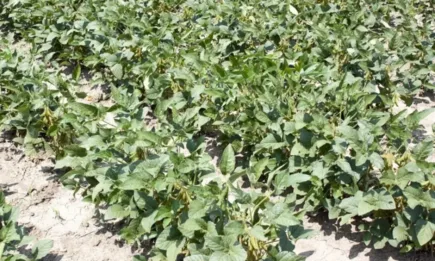 Определена е ставката за обвързано подпомагане за протеинови култури за 2023 г.