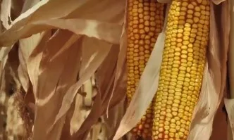 Какви са резултатите от жътвата на Hi CORN хибридите