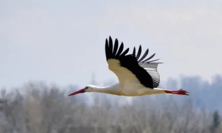 Осигурена е годишната издръжка за 2023 г. на Спасителния Център за диви животни в Стара Загора