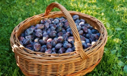 Допълнително подпомагане ще стимулира създаването на нови плодови насаждения