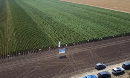 Нови ранни хибриди царевица от Corteva Agriscience™