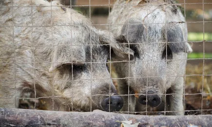 Отново АЧС и нейните пагубни последици за свиневъдството