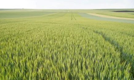 Сембодиа семена - отлична генетика от Италия