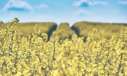 Австралия е най-големият доставчик на рапица за ЕС