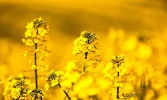 В ЕС рапицата ще се отглежда върху 6 000 000 хектара