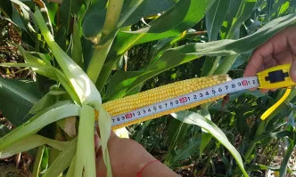 Качествен силаж се прави с качествена суровина