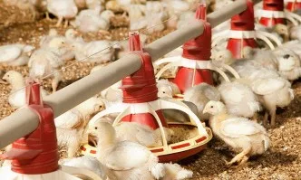 ЕС отпуска на Италия 32 млн. евро заради птичия грип