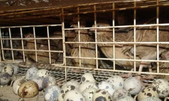 Отглеждането на пъдпъдъци – бизнес начинание за ентусиасти