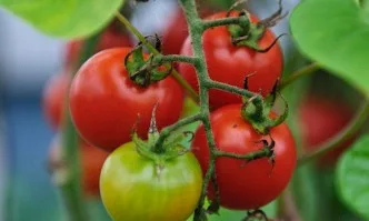 Удължава се срокът за предоставяне на документи по мярка 11 Биологично земеделие от ПРСР 2014-2020 г.