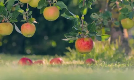 Земеделските стопани пострадали от природни бедствия и подали заявления до 26 септември ще получат подпомагане до 3 работни дни