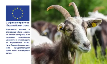 Застрашените от изчезване породи крави нямат горна възрастова граница, за да бъдат допустими за подпомагане