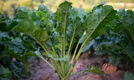 Великобритания издаде извънредни разрешителни за неоникотиноиди