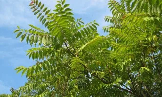 Да спрем опасните нашественици!