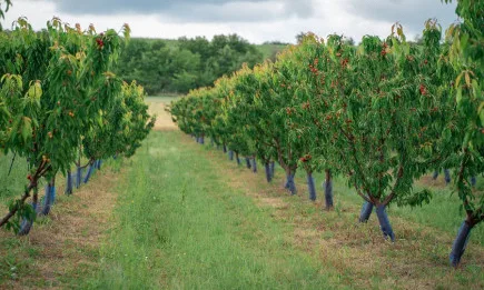 Още 158 малки стопанства получават подкрепа по подмярка 6.3 от ПРСР 2014-2020