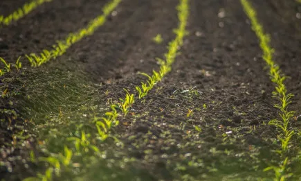 Седмична агрометеорологична прогноза 24. 12. - 30. 12. 2021 г.