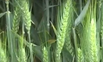 UPL ОpenAg представи продуктите си в пшеница и слънчоглед