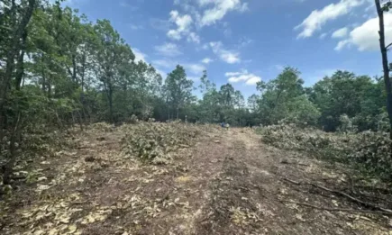 Масови проверки и установени нарушения на горското законодателство във Видинско