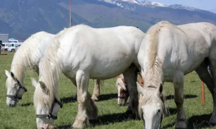 Над 90 коне на специализирано изложение в Разлог