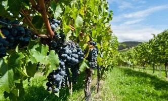 ЕК създаде служба за мониторинг на виното