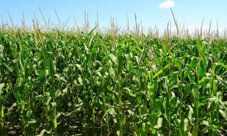 Правилното хранене в критични ситуации – с ползи за добива