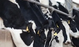 Изготвени са указания към земеделските стопани, които доказват реализация на животни по схемите за обвързано подпомагане