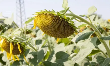 Маслодайните култури записаха сериозни загуби на световните борси