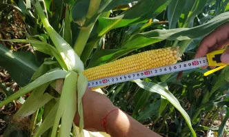 DUO CS - точното решение за успешно млечно говедовъдство