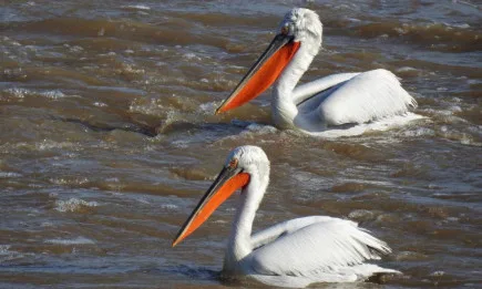 Проведе се международно преброяване на зимуващите пеликани
