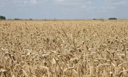 В Париж пшеницата е без промяна
