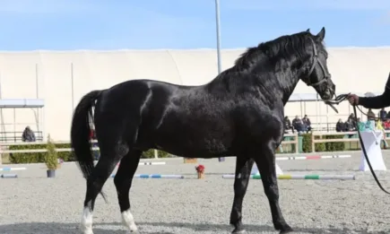 В Конете на България: Кои са шампионите за 2022 г. от породата Дунавски кон?