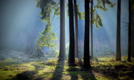 Бюлетин за дейностите извършени от служителите на РДГ и мобилните екипи на ИАГ за периода 22-28 ноември