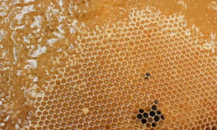 Защо пчеларите не пропускат месечното предаване по Агро ТВ Пчелините на България