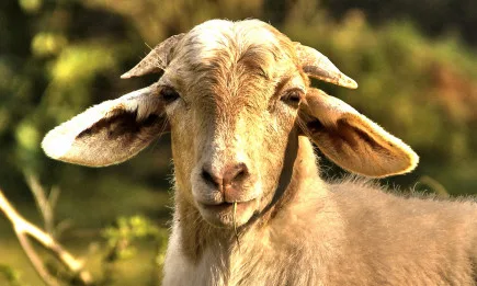 На 15 февруари приключва приемът по de minimis за изхранване на животни