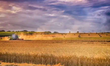 До обяд септемврийският контракт на пшеницата в Париж загуби 4 евро