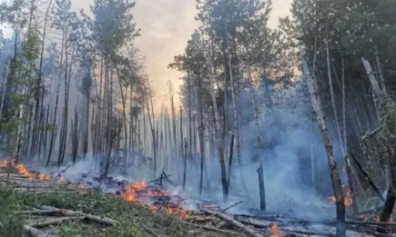 Горски служители са участвали в гасенето на пожари в страната
