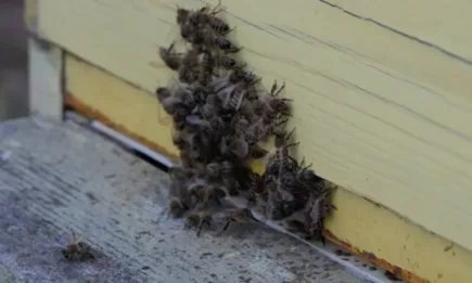 Днес е Ден на пчеларя