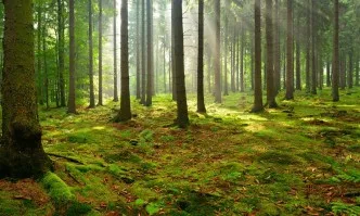 С 54% повече заявления са подадени през настоящата кампания за закупуване на малки горски имоти