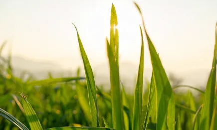 Да надградим добивите с биостимулатор