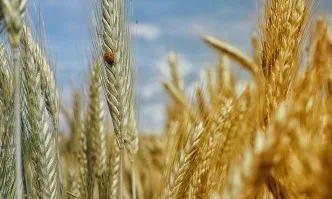 Средните добиви от житни култури в Ямболско са по-високи от миналата година
