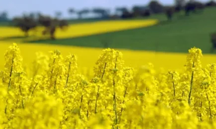 Единствено рапицата стартира деня с поскъпване