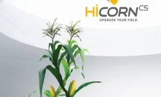 Hi Corn – нещо повече от царевица