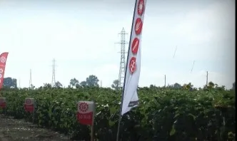 За да си лидер при пролетните култури
