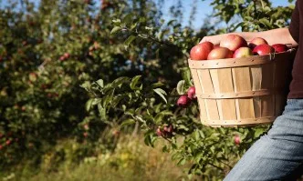 Каква е идеята на обвързаната подкрепа в секторите плодове, зеленчуци и животновъдство?