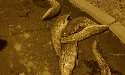 Проверка на инспектори от Рибарство и контрол Монтана