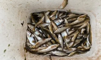 Заловени са лица, извършващи електроулов на река Черна