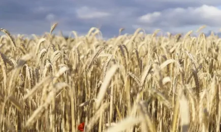 При днешната предборсова търговия в Чикаго пшеницата отново е на загуба