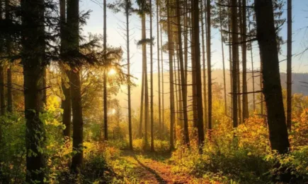 WWF спечели дело за прекратяване на незаконни санитарни сечи в Пирин