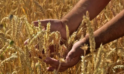 Котировките продава за големи количества от хлебна пшеница са на 431,00 лв./т, доставка DAP