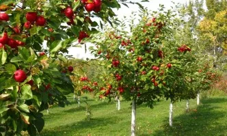 Подпомагане за складиране на плодове и зеленчуци